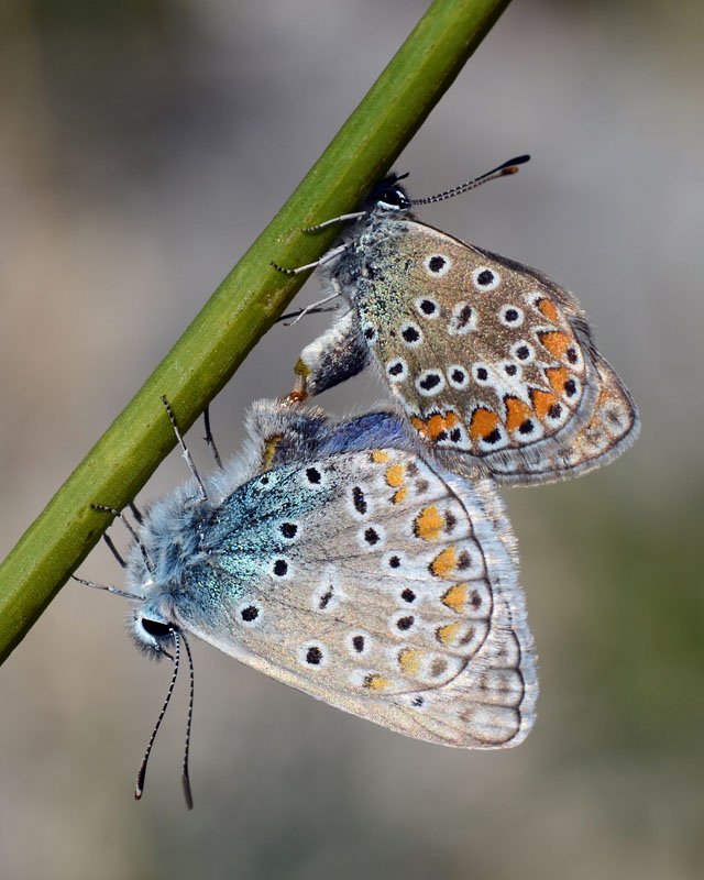 Coppia di Polyommatus icarus ?